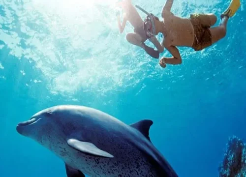 Elite Dolphin House Hurghada Swim with Wild Dolphins & Snorkeling