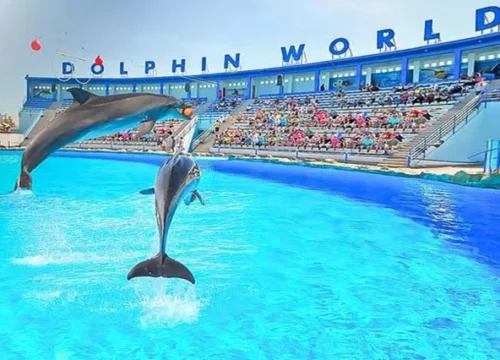 Dolphin Show Hurghada Family Marine Adventure