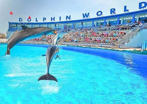 Dolphin Show Hurghada (1)