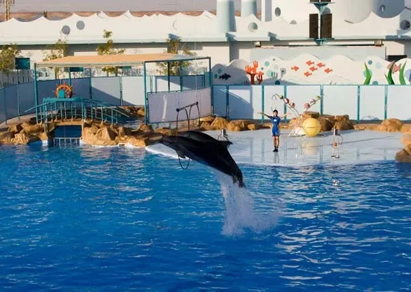 Dolphin Show Hurghada (3)