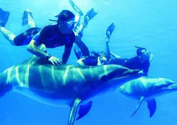 Dolphin Tour Hurghada , Dolphin Trip Hurghada , Dolphin House Boat Trip Hurghada, Dolphin House Hurghada Diving, Dolphin House Hurghada Egypt, Dolphin House Hurghada Price, Dolphin House Snorkeling (1)