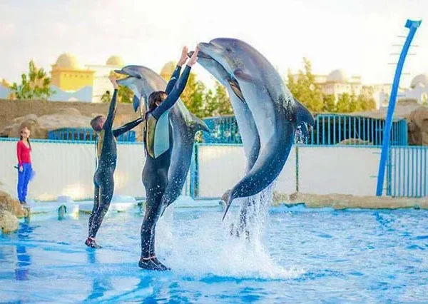 Dolphin World Hurghada, Delphin Show Hurghada, Dolphin Show Hurghada Price, Dolphin World Egypt Hurghada (1)