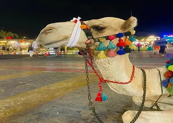 Hurghada City Tour (4)