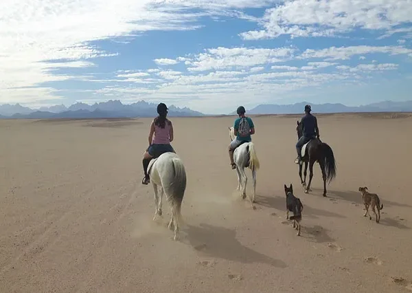 Hurghada Horse Riding, Horse Riding in Hurghada Egypt, Horseback Riding in Hurghada (1)