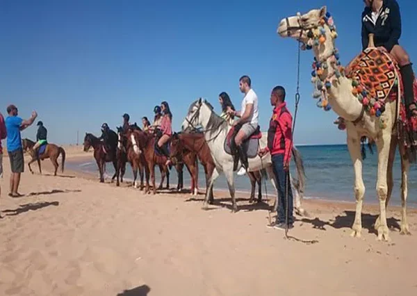 Hurghada Horse Riding, Horse Riding in Hurghada Egypt, Horseback Riding in Hurghada (2)